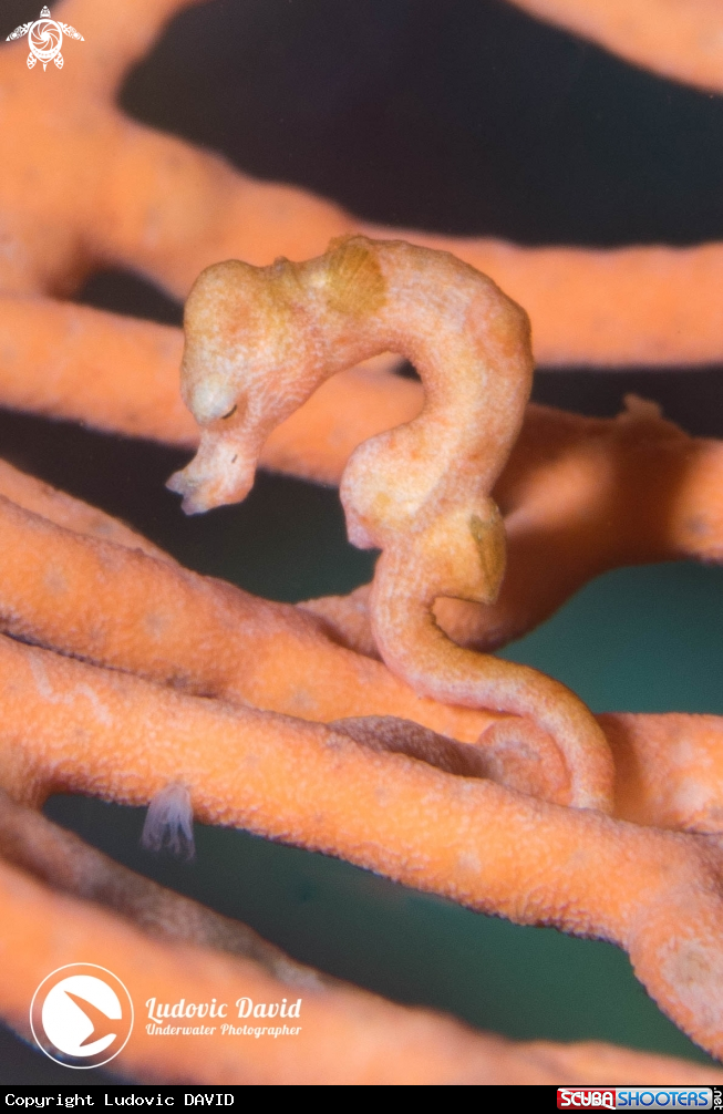 A Denise Pygmy Seahorse