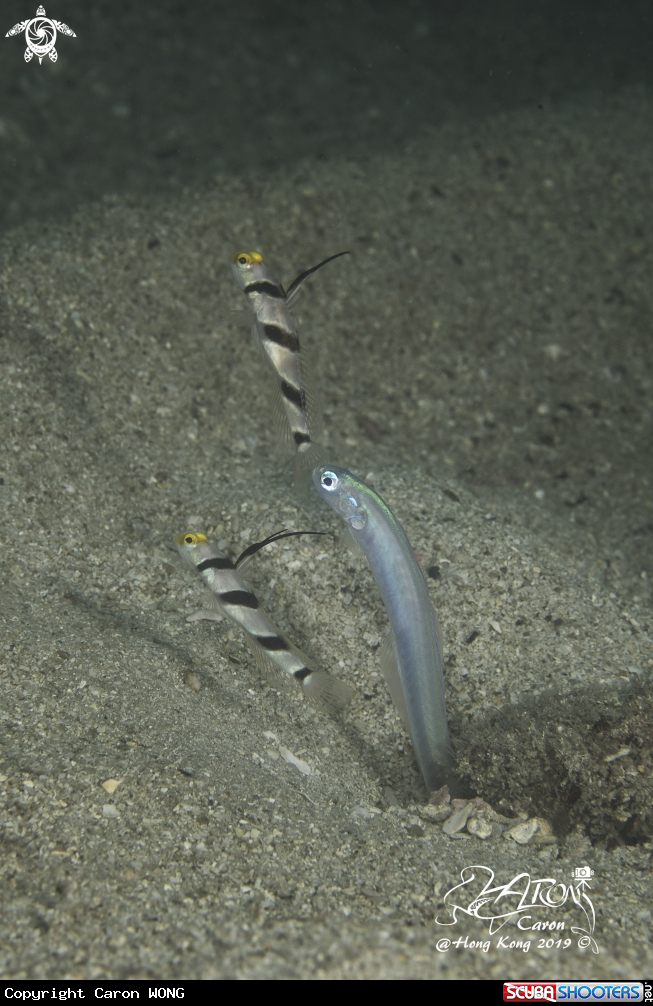 A Filament-Finned Prawn Goby