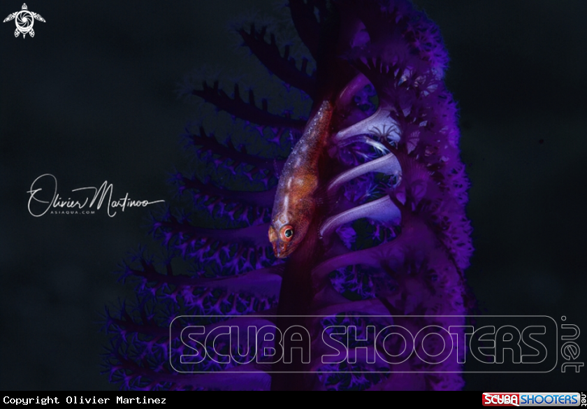 A Red Toothy Goby
