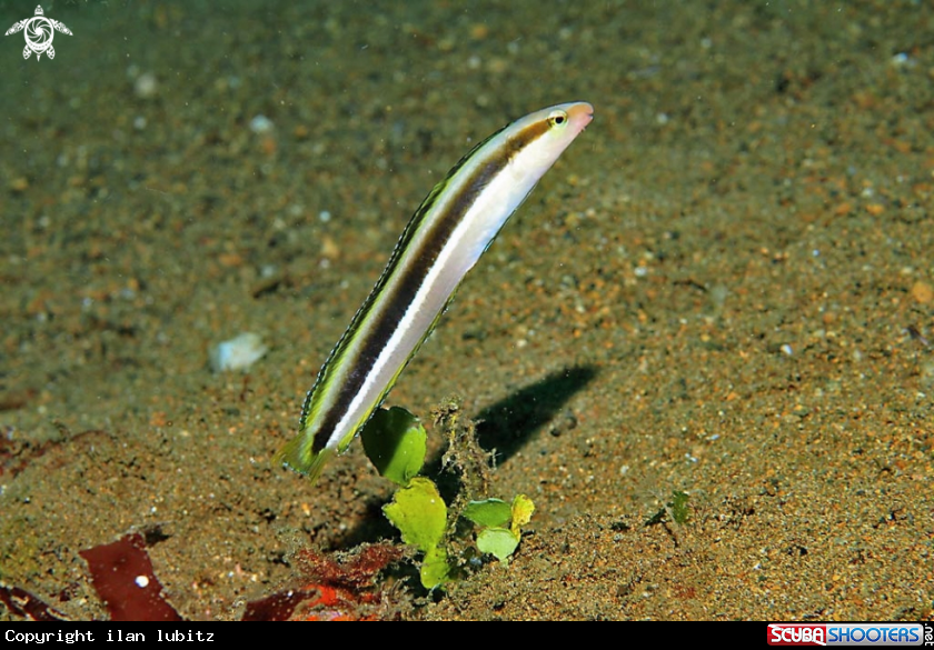 A reef fish