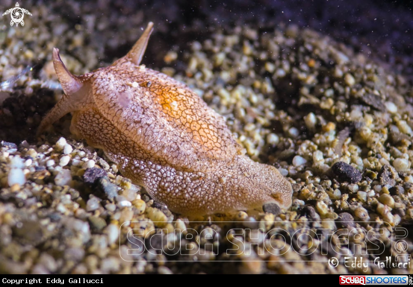 A Aphlysia depilans