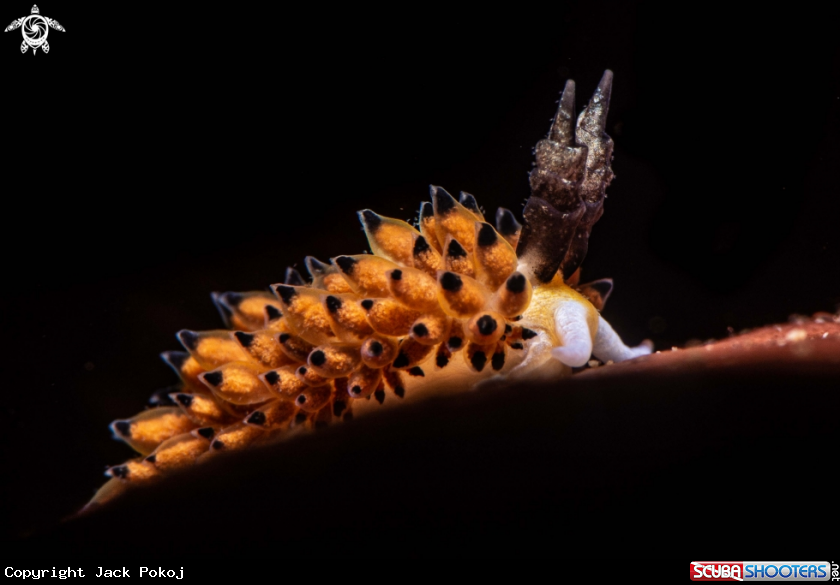 A Favorinus tsurunganus