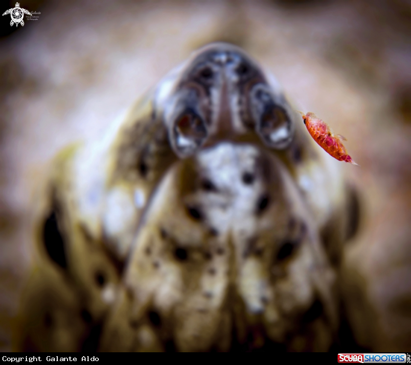 A Eel