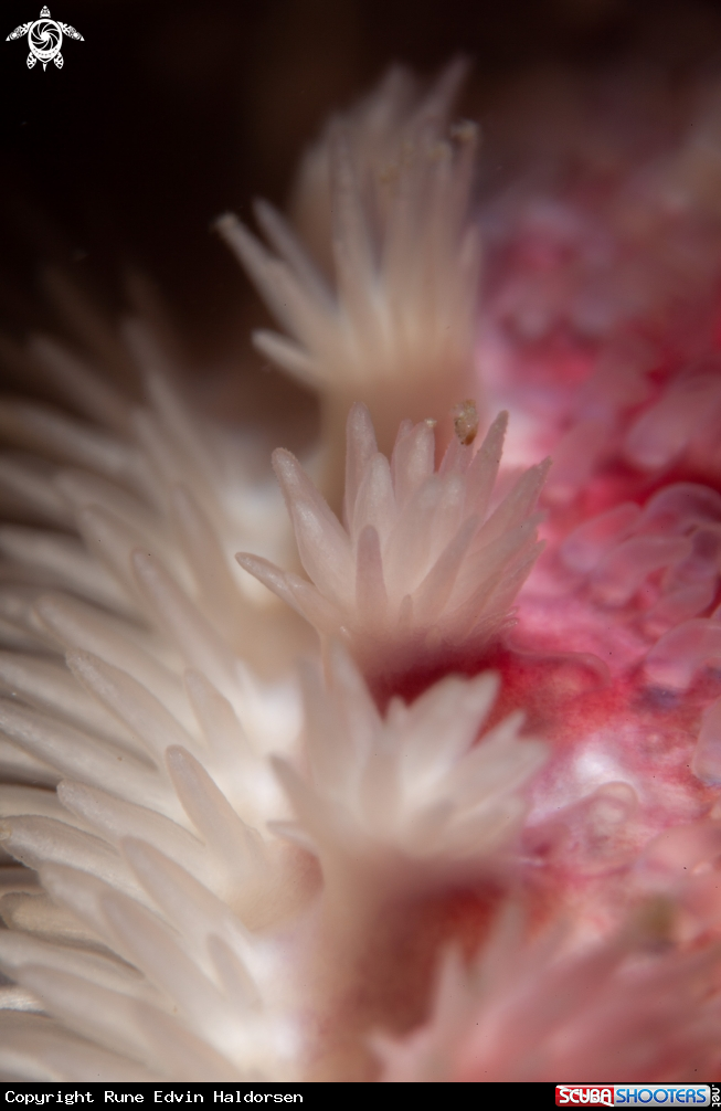 A Sea star