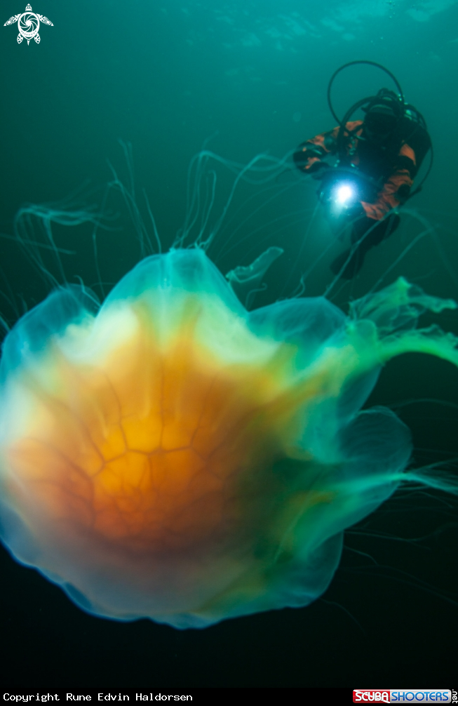 A Lions mane jelly