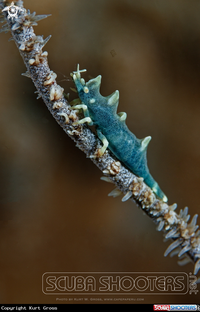 A Dragon Shrimp