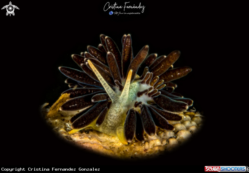 A Nudibranch