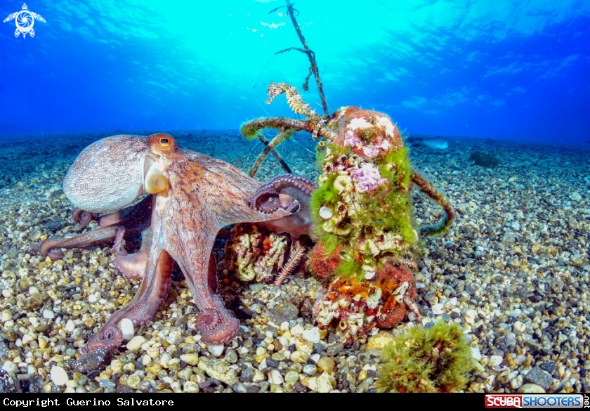 A Octopus vulgaris, seahorse