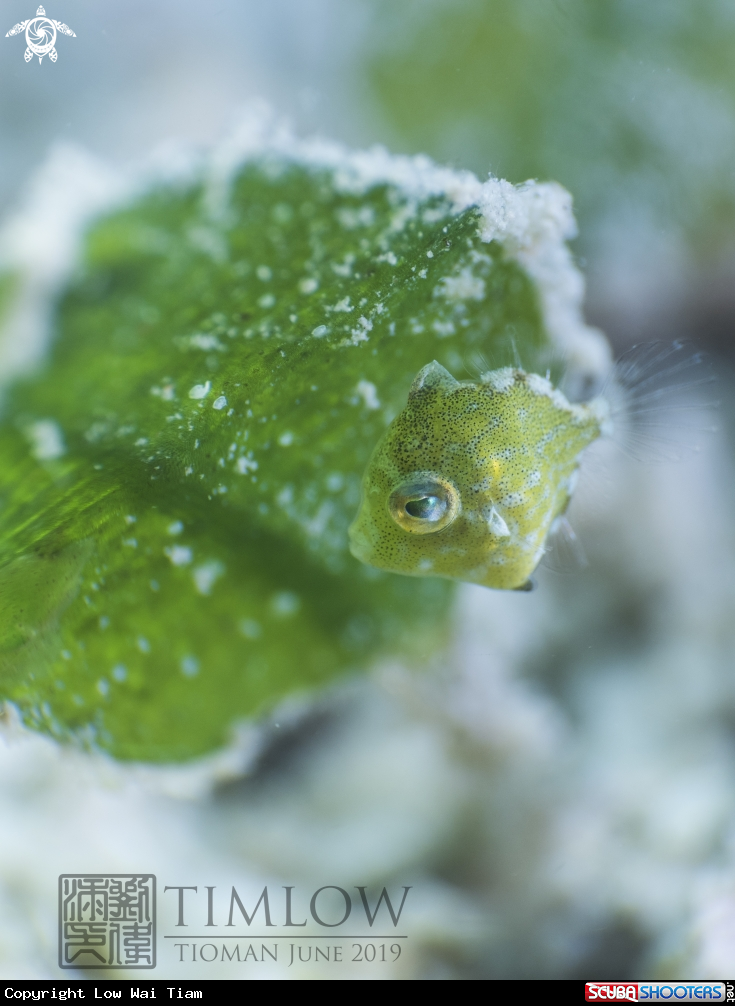 A Juvenile Diamond Filefish