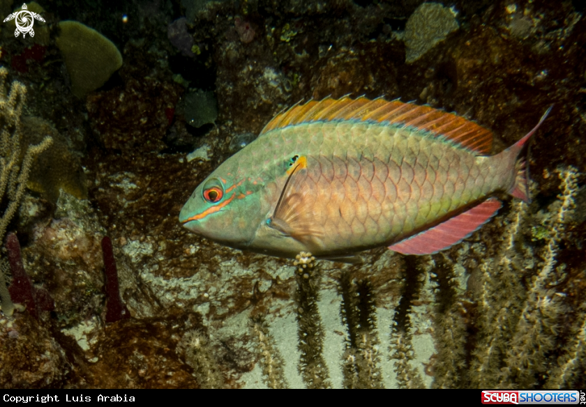 A Parrot fish