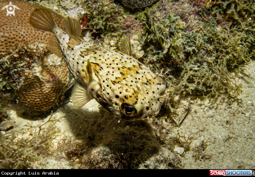 A Globefish