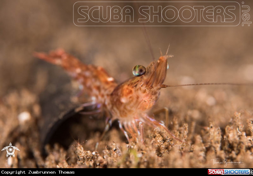 A Shrimp