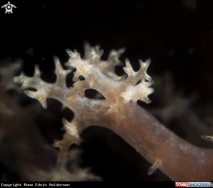 A Dendronotus frondosus