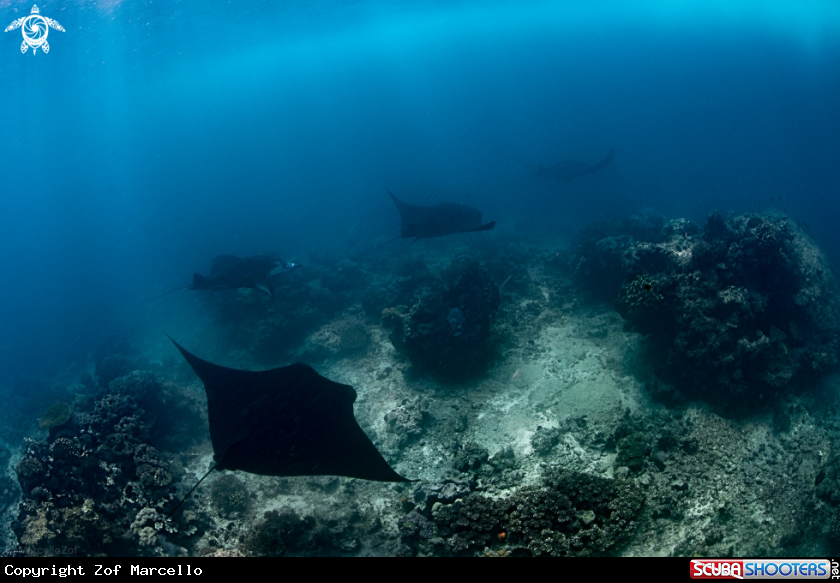 A Mobula Birostris