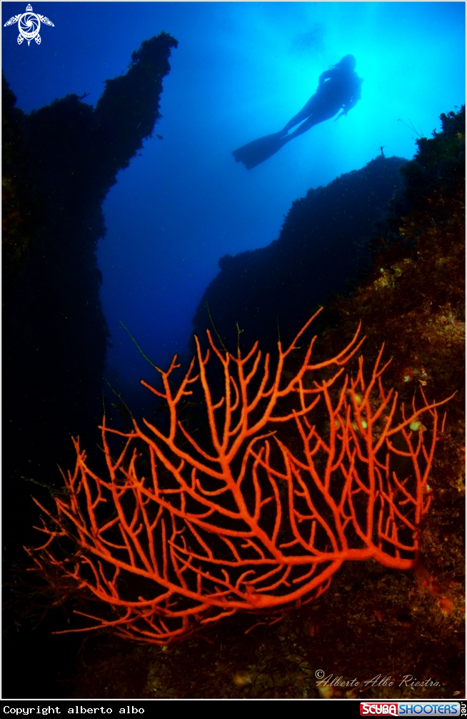 A GORGONIA