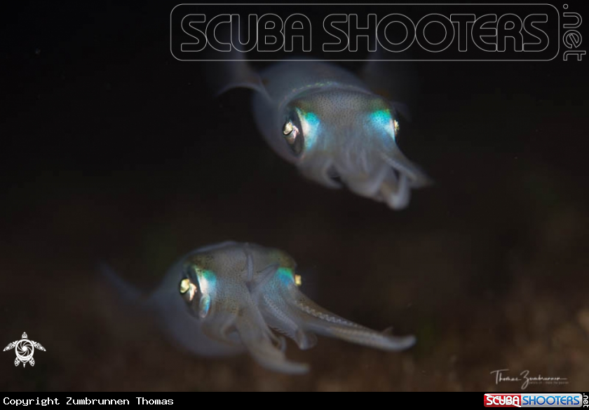 A Squid 