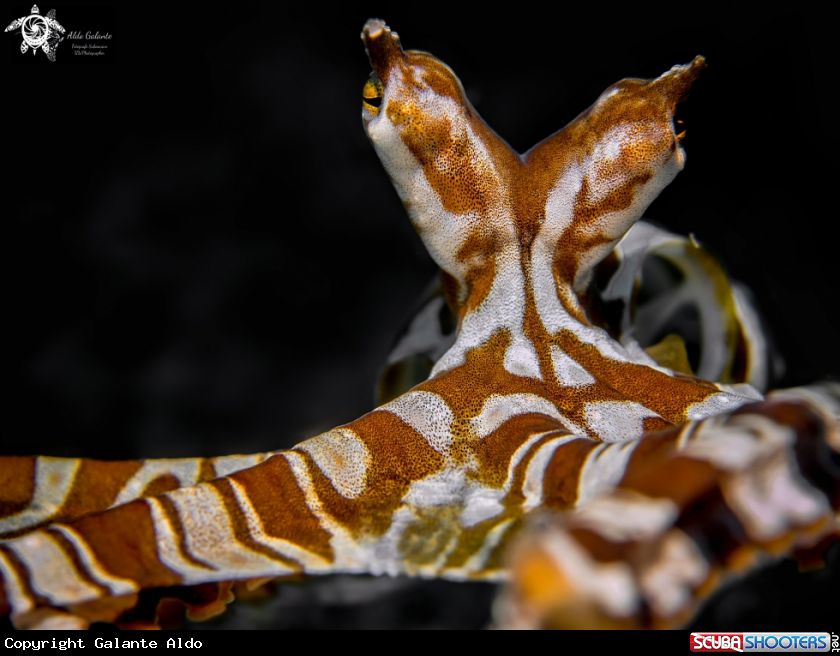 A Wunderpus Octopus