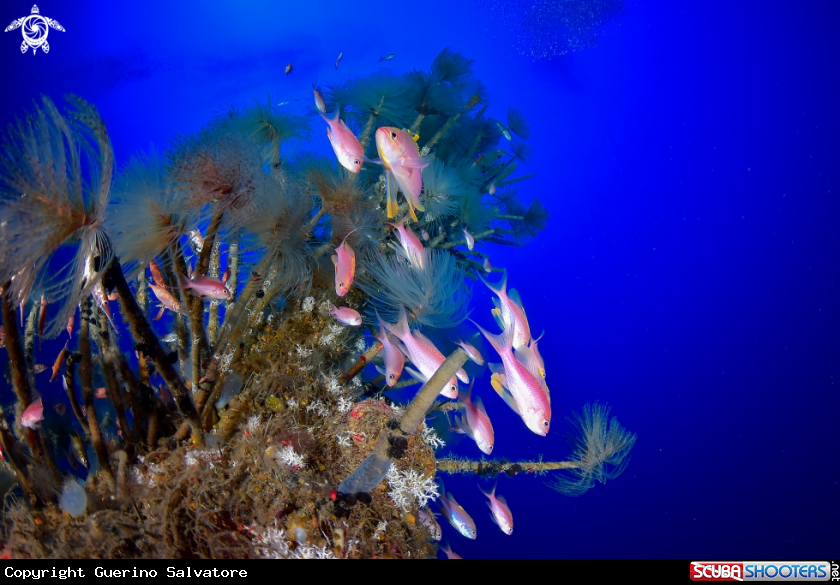 A Anthias anthias