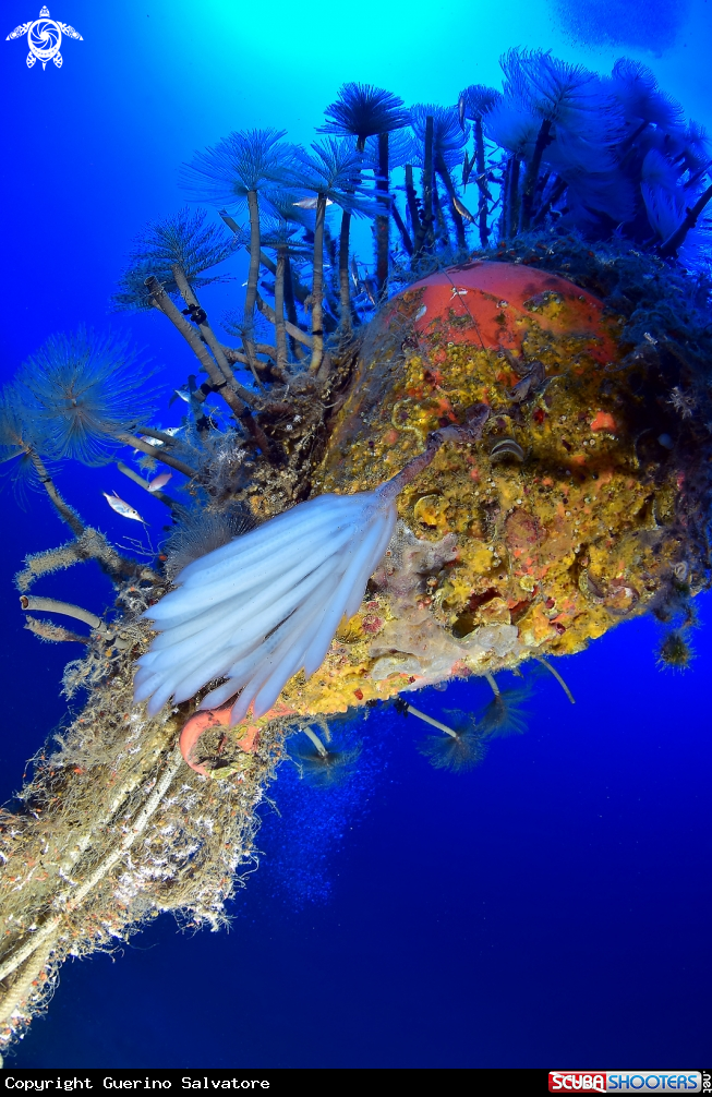 A Loligo vulgaris