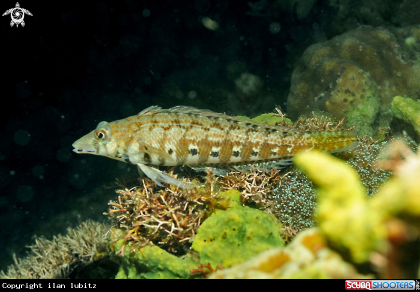 A reef fish
