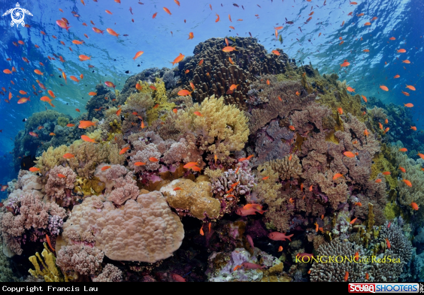 A Coral Reef