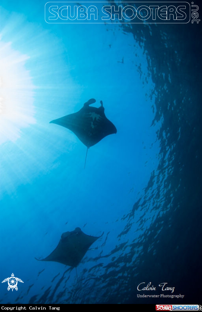A Ｍａｎｔａ