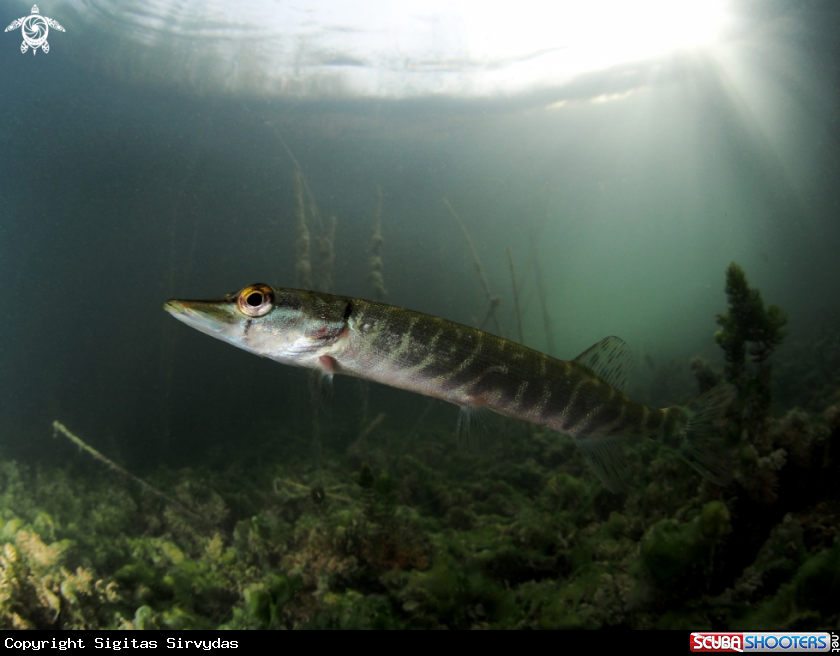 A Northen pike
