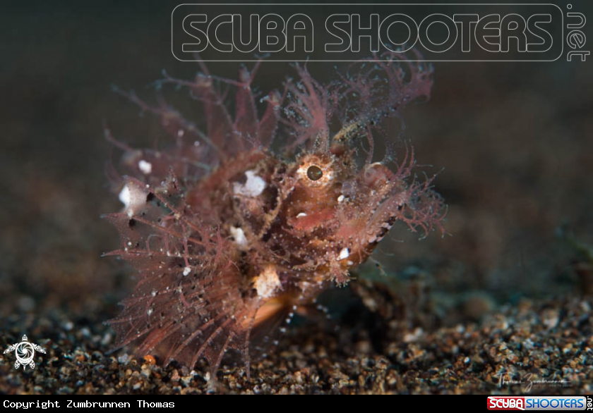 A Ambon Scorpion Fish 