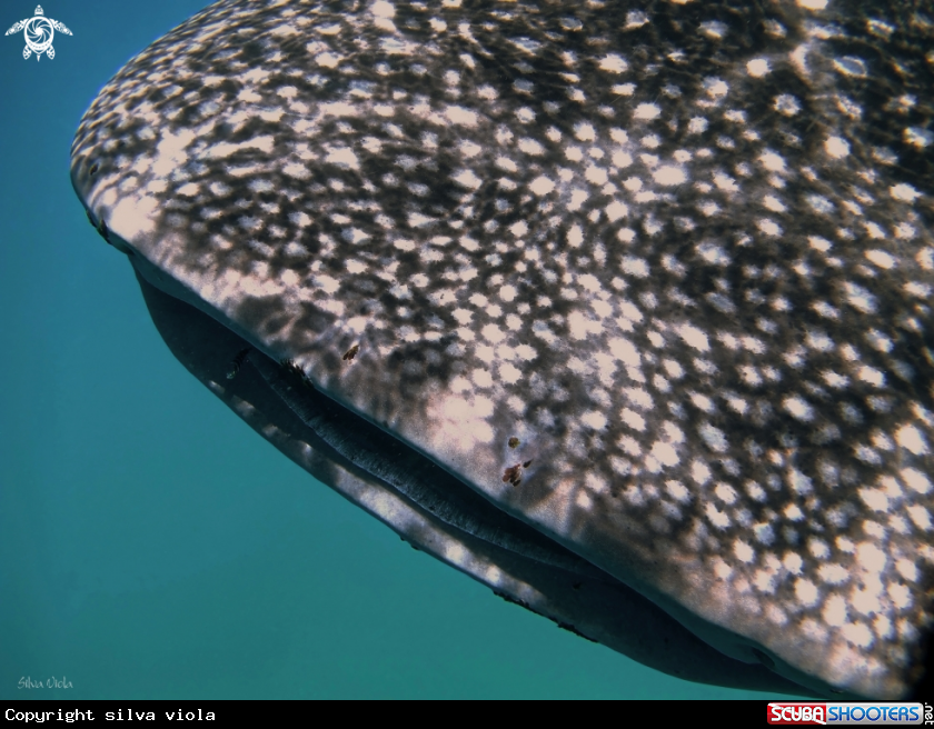 A Whale Shark