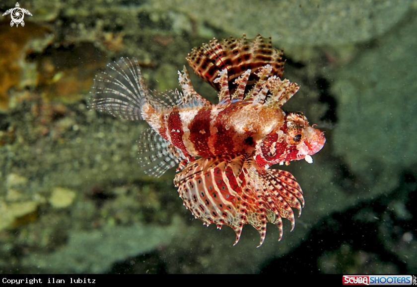 A lion fish