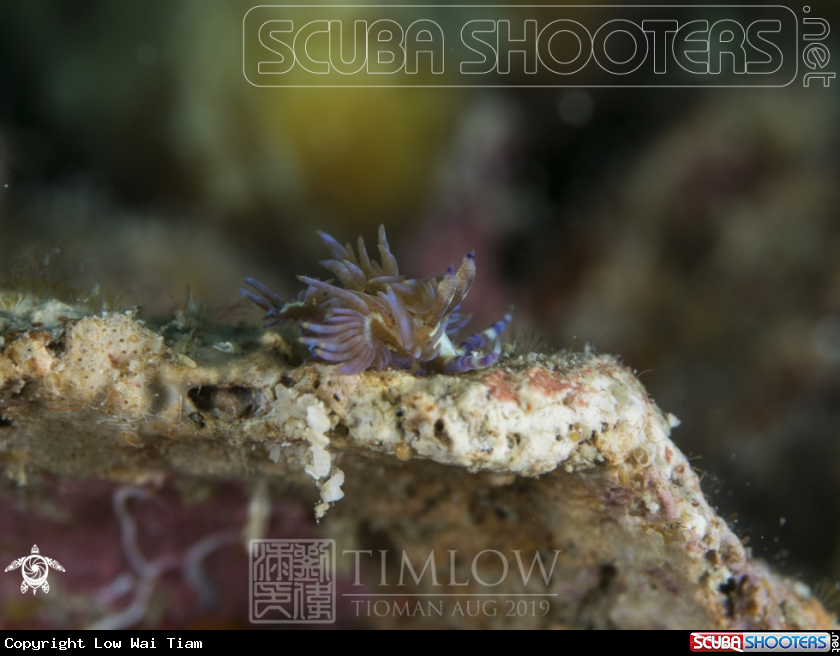 A Blue dragon nudibranch