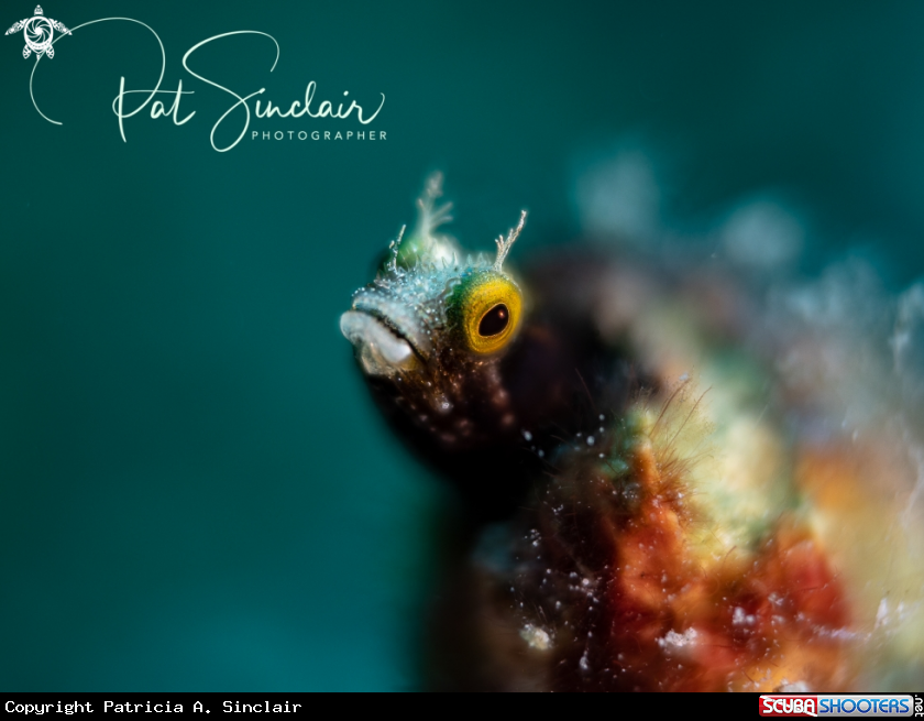A Spinyhead Blenny