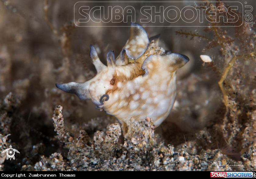 A Nudibranch 