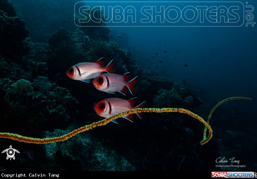 A soliderfish