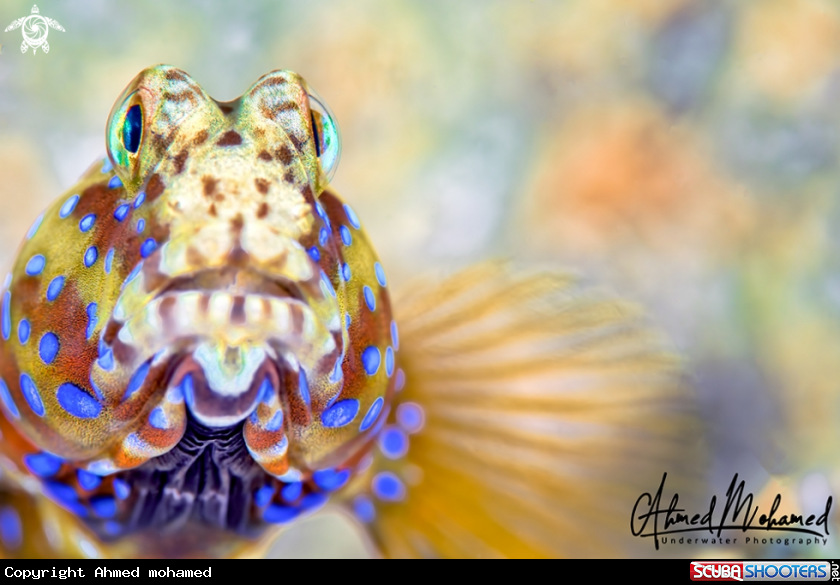 A Shrimp Goby 