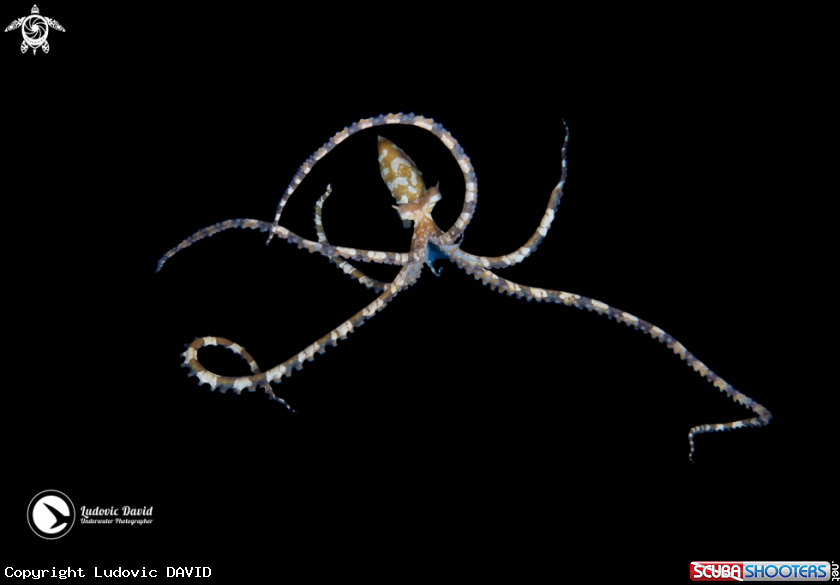 A Wunderpus Octopus