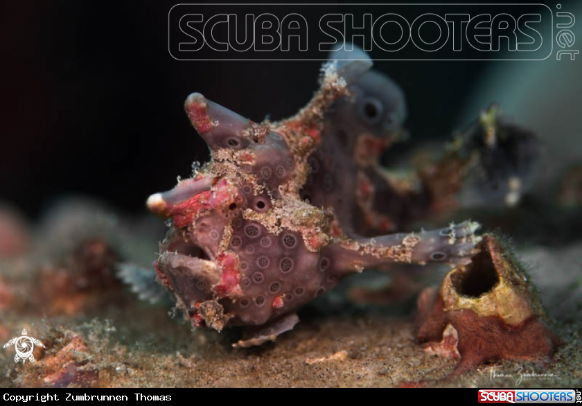A Frogfish 