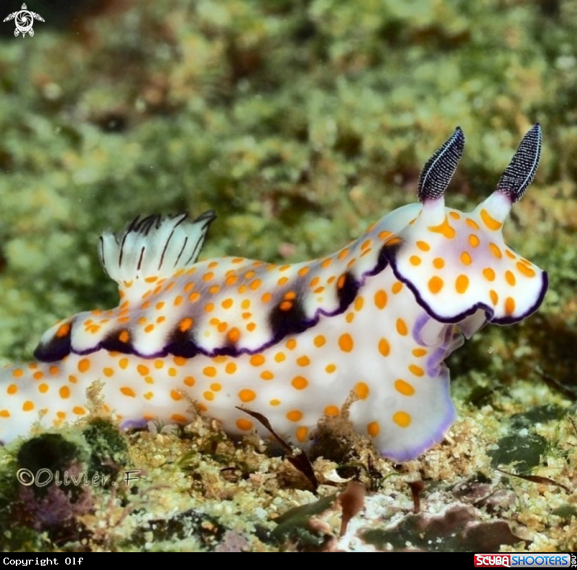 A Pulchella 
