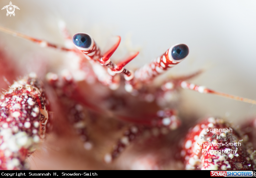 A Hermit Crab