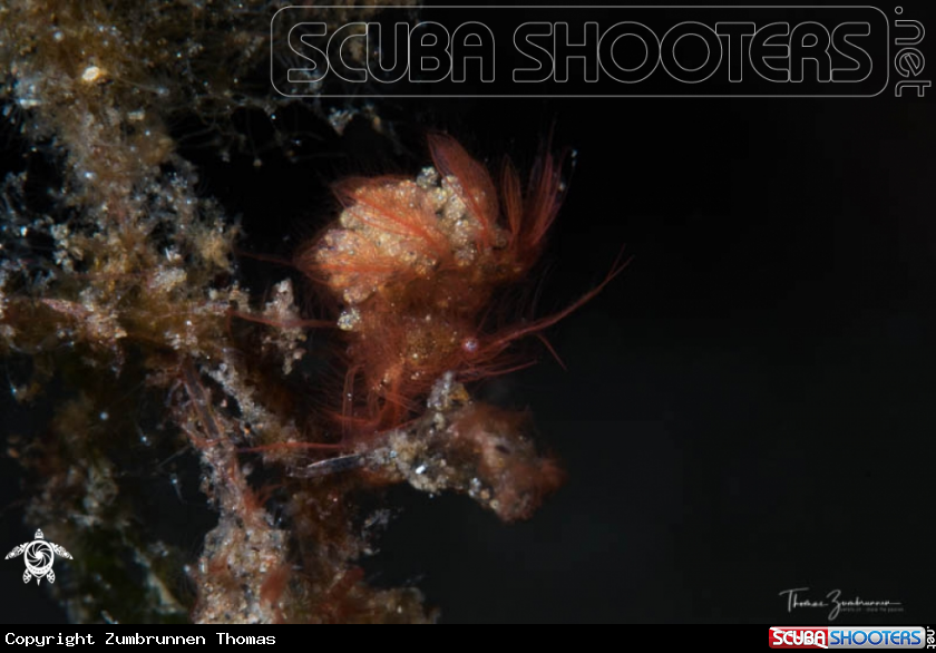 A Hairy Shrimp