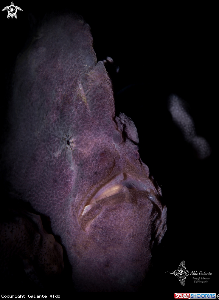 A Giant Frogfish