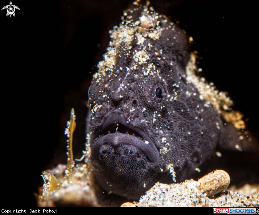 A Painted frogfish