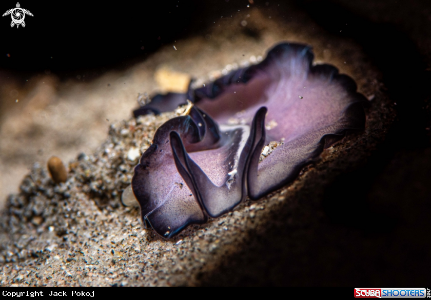 A Marine flatworm