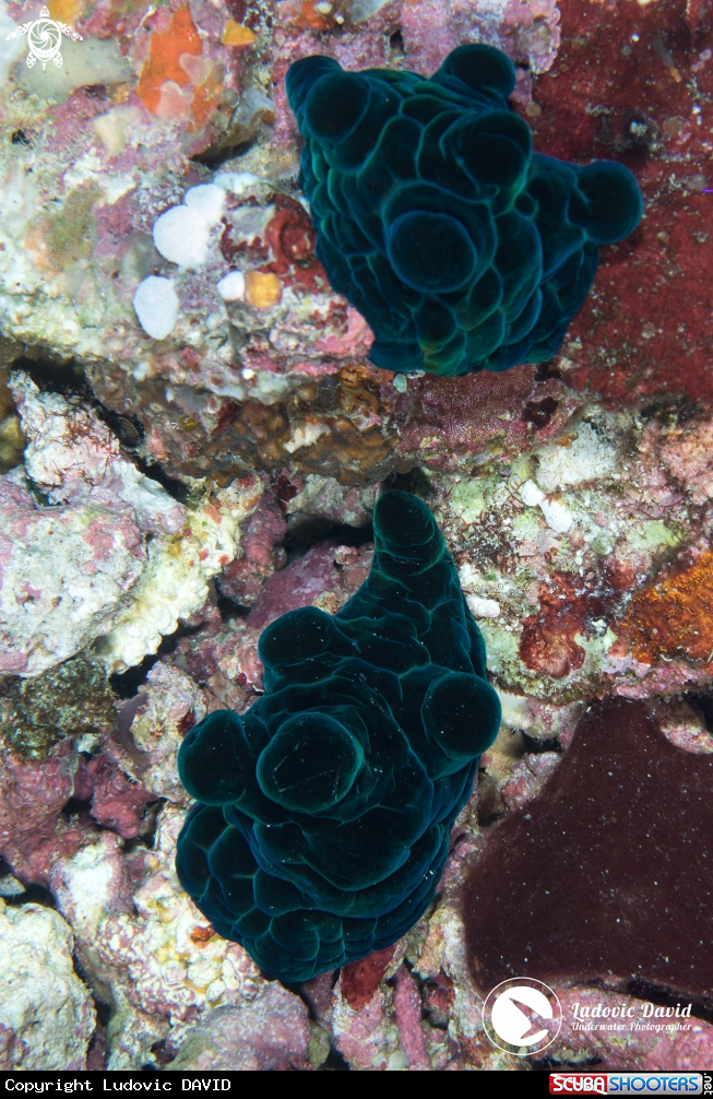 A Black Velutinid