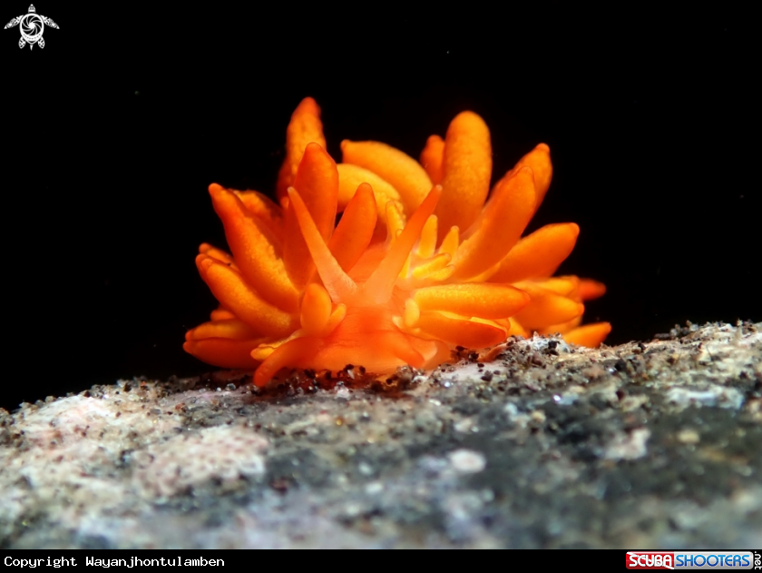 A Phestilla