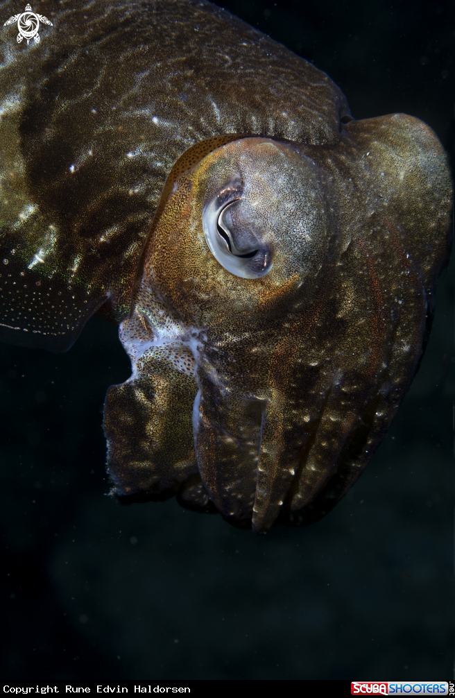 A Cuttlefish
