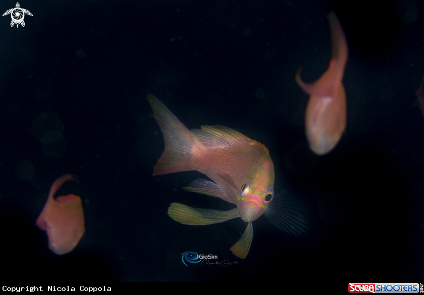 A Anthias