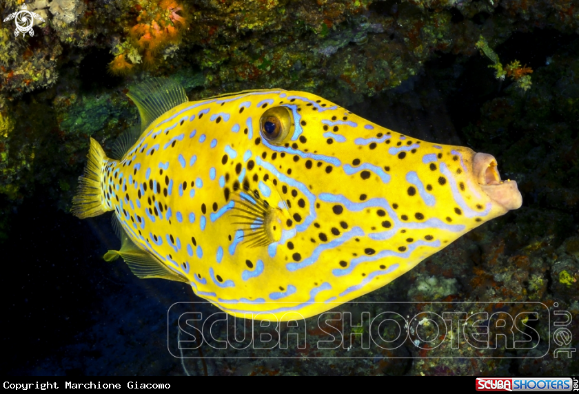 A File fish