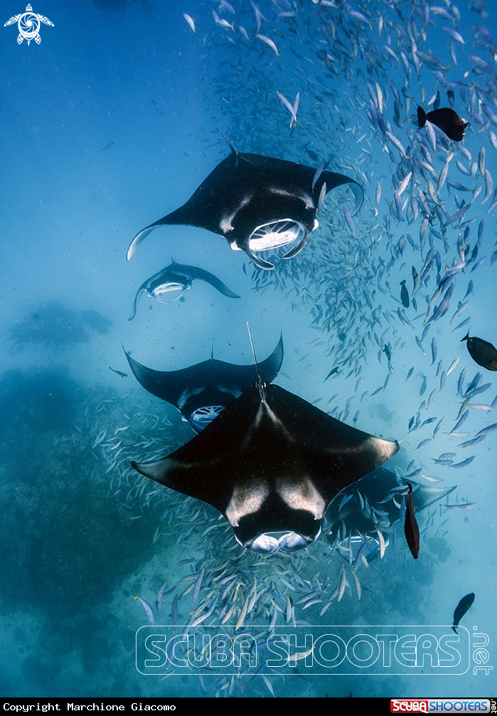 A Manta birostris