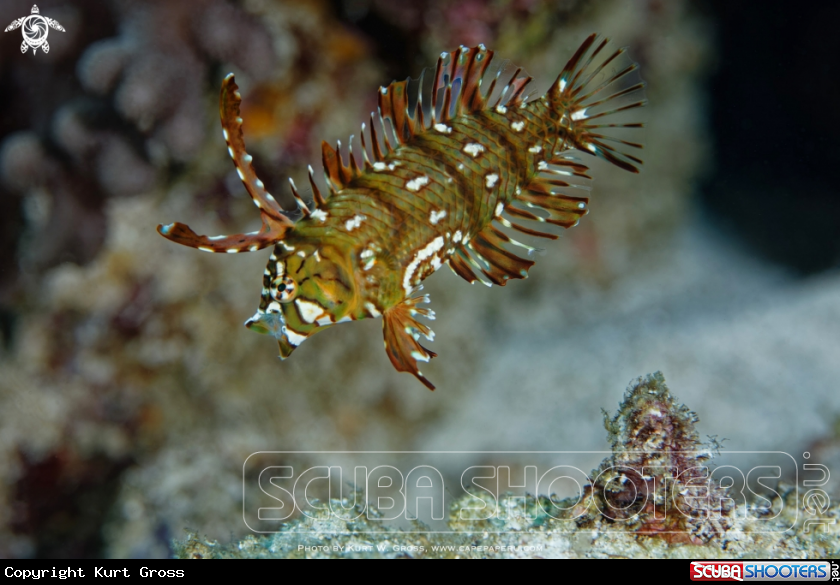 A Rockmover Wrasse